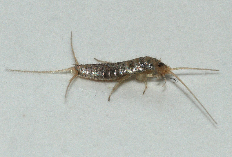 Lepismatidae